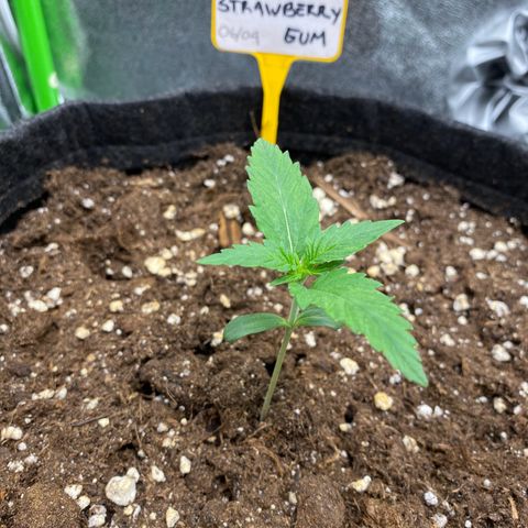 Strawberry Gum growlog timeline photo