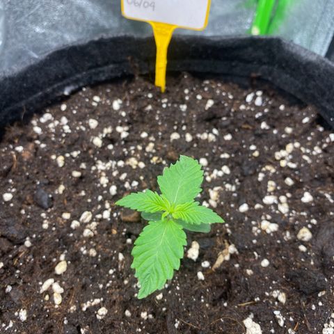 FastBerry growlog timeline photo
