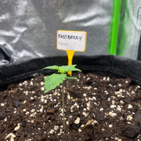 FastBerry growlog timeline photo