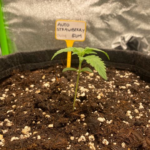 Strawberry Gum growlog timeline photo