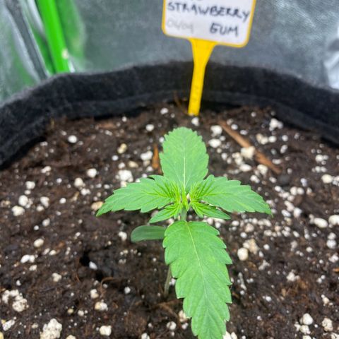 Strawberry Gum growlog timeline photo