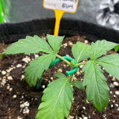 Strawberry Gum growlog timeline photo