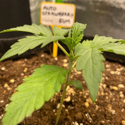 Strawberry Gum growlog timeline photo