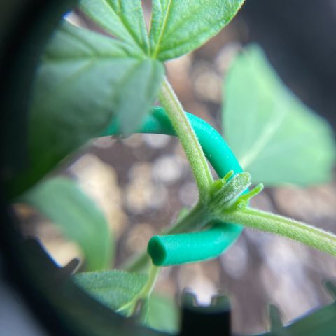 Strawberry Gum growlog timeline photo