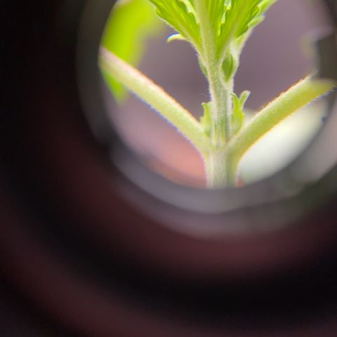 Strawberry Gum growlog timeline photo