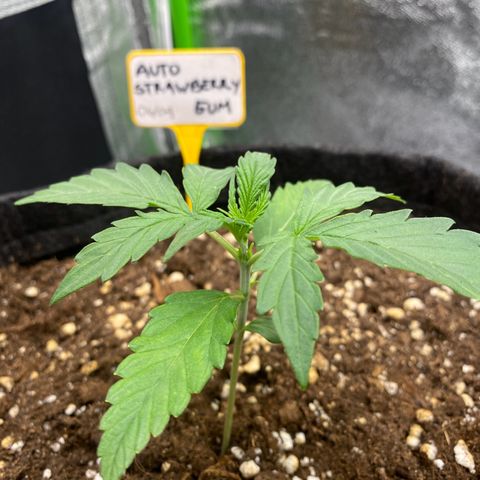 Strawberry Gum growlog timeline photo