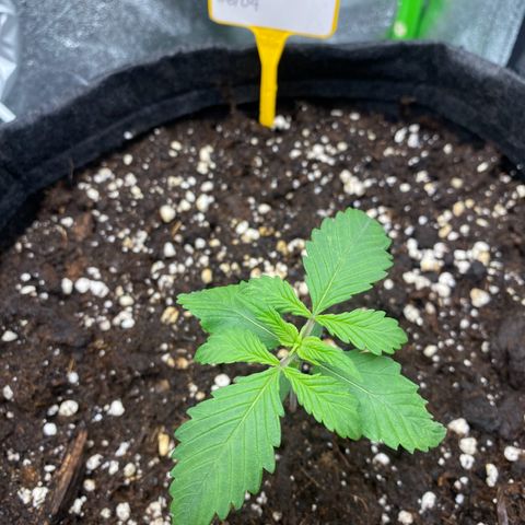 FastBerry growlog timeline photo