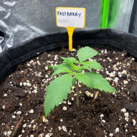 FastBerry growlog timeline photo