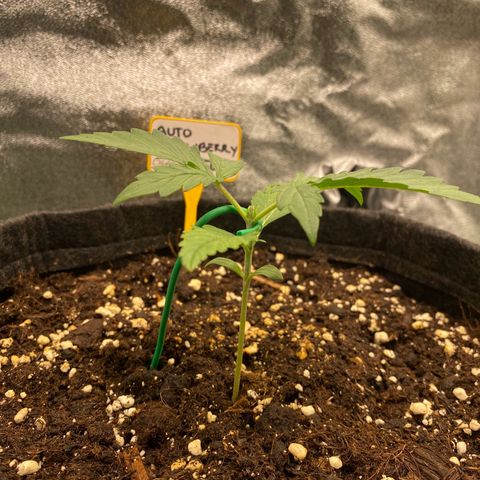 Strawberry Gum growlog photo: Dos horas despues de podar. Se ve más vigorosa 