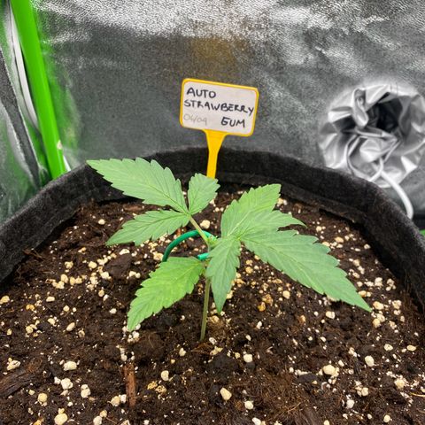 Strawberry Gum growlog photo: Dos horas despues de podar. Se ve más vigorosa 