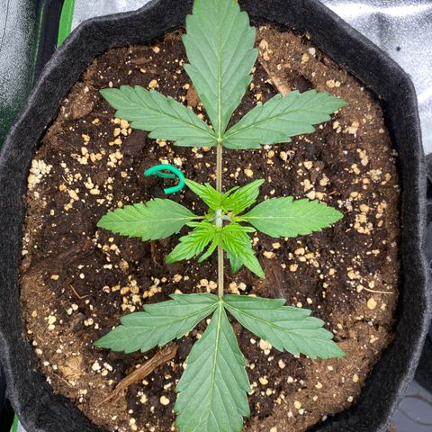 Strawberry Gum growlog timeline photo