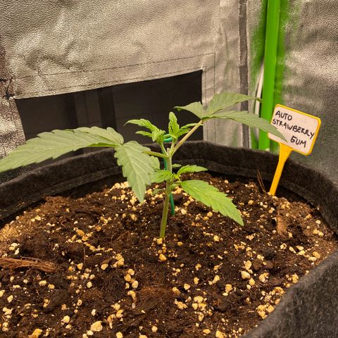Strawberry Gum growlog timeline photo