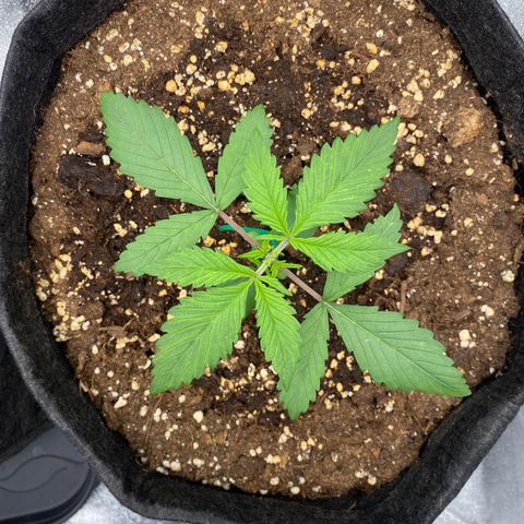 FastBerry growlog timeline photo