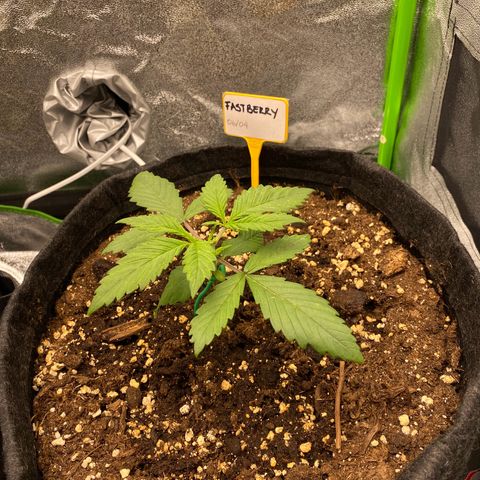 FastBerry growlog timeline photo