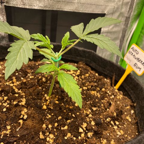 Strawberry Gum growlog timeline photo
