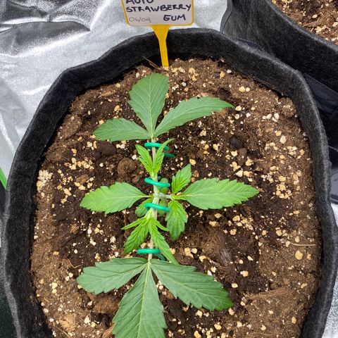 Strawberry Gum growlog timeline photo