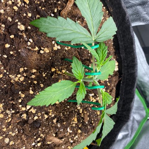 Strawberry Gum growlog timeline photo