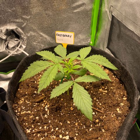 FastBerry growlog timeline photo