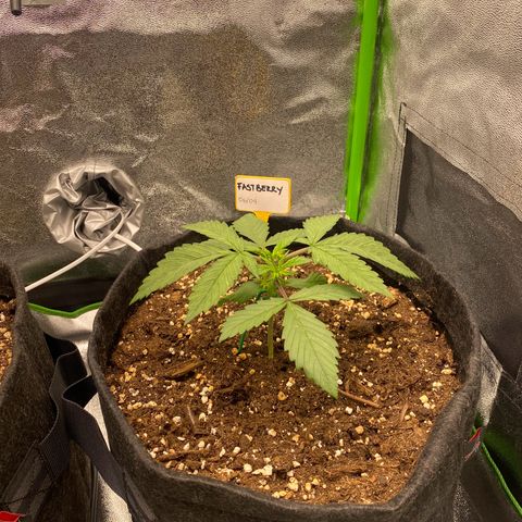 FastBerry growlog timeline photo
