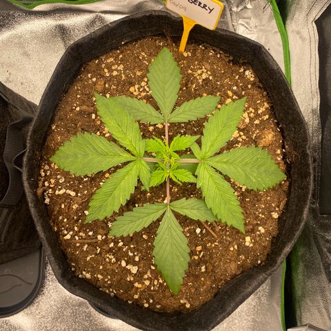 FastBerry growlog timeline photo
