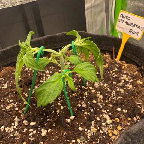 Strawberry Gum growlog timeline photo
