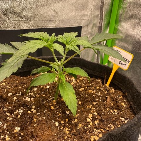 Strawberry Gum growlog timeline photo
