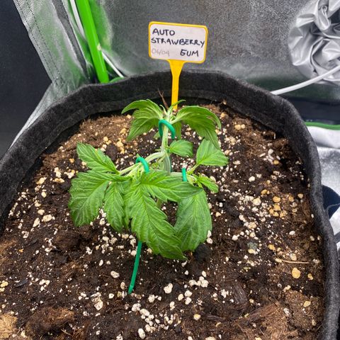 Strawberry Gum growlog timeline photo