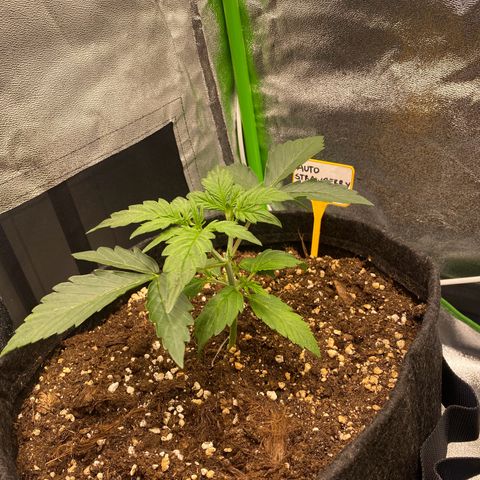 Strawberry Gum growlog timeline photo