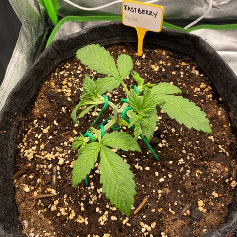 FastBerry growlog timeline photo