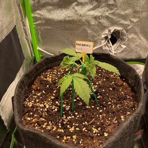FastBerry growlog timeline photo
