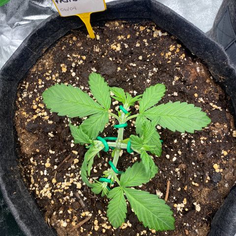 FastBerry growlog timeline photo