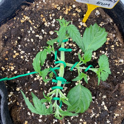 Strawberry Gum growlog timeline photo