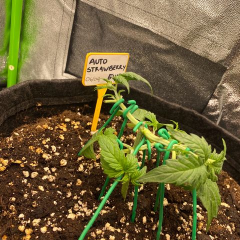 Strawberry Gum growlog timeline photo