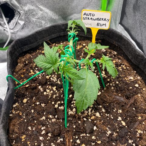 Strawberry Gum growlog timeline photo