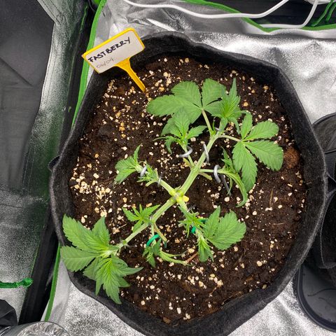 FastBerry growlog timeline photo