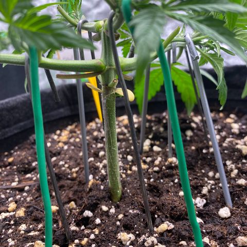 FastBerry growlog timeline photo