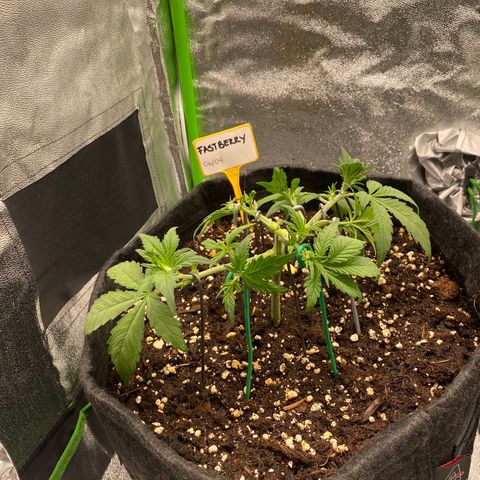 FastBerry growlog timeline photo