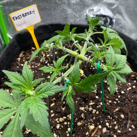 FastBerry growlog timeline photo