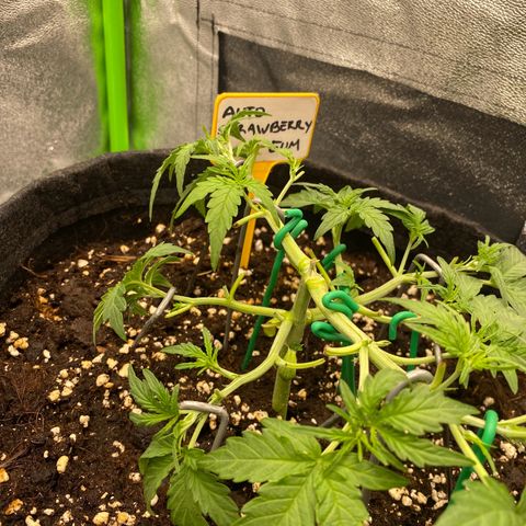 Strawberry Gum growlog timeline photo