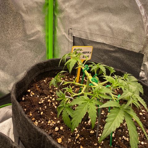 Strawberry Gum growlog timeline photo