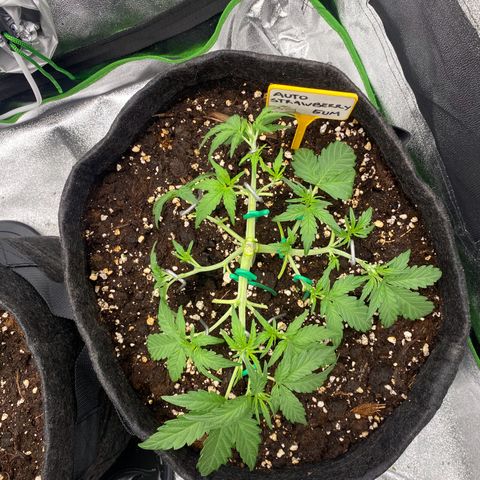 Strawberry Gum growlog timeline photo