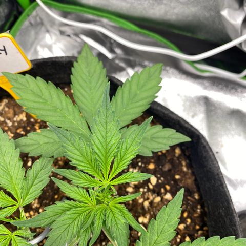 FastBerry growlog timeline photo