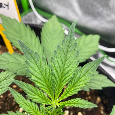 FastBerry growlog timeline photo