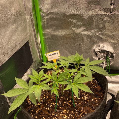 FastBerry growlog timeline photo