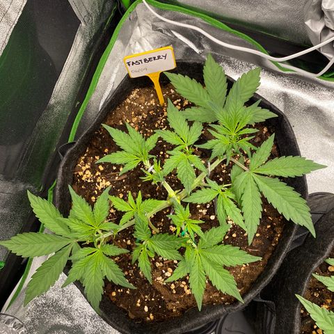 FastBerry growlog timeline photo