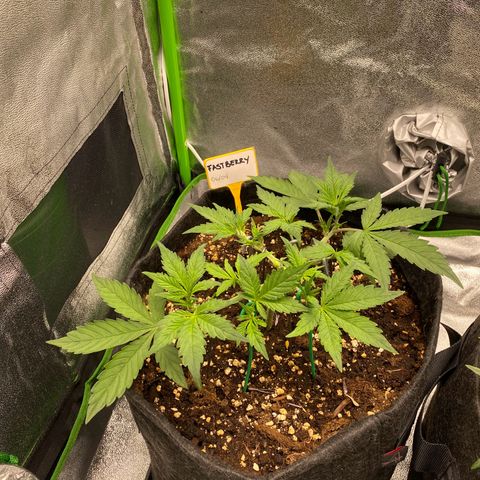 FastBerry growlog timeline photo