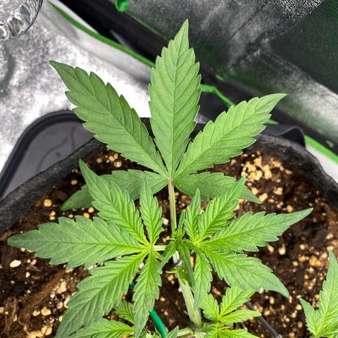 FastBerry growlog timeline photo