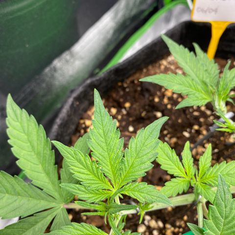 FastBerry growlog timeline photo