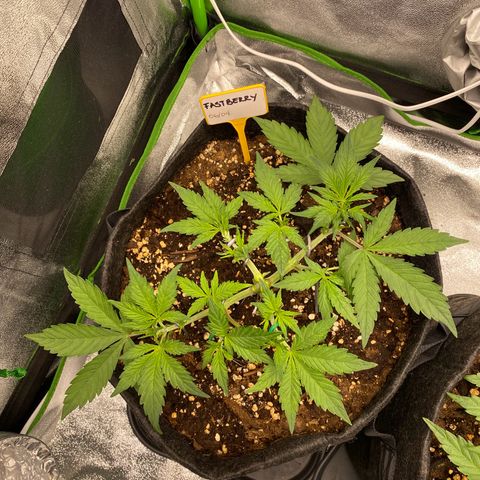 FastBerry growlog timeline photo