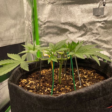 FastBerry growlog timeline photo